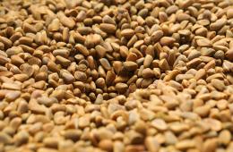 11.11.2025 Минлесхоз Приморья: Кедровых орех – кормовая база для грызунов и кабанов | Администрация муниципального округа город Партизанск Приморского края Официальный сайт