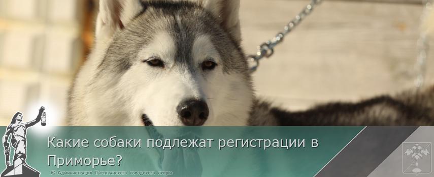 Какие собаки подлежат регистрации в Приморье? | Администрация муниципального округа город Партизанск Приморского края Официальный сайт Какие собаки подлежат регистрации в Приморье? | Администрация муниципального округа город Партизанск Приморского края Официальный сайт