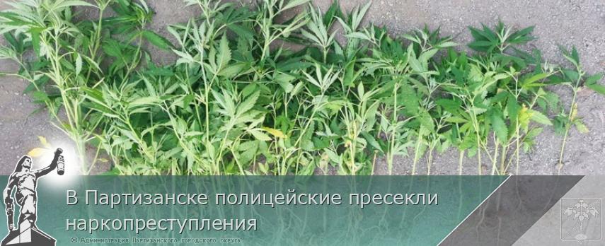 В Партизанске полицейские пресекли наркопреступления | Администрация муниципального округа город Партизанск Приморского края Официальный сайт В Партизанске полицейские пресекли наркопреступления | Администрация муниципального округа город Партизанск Приморского края Официальный сайт