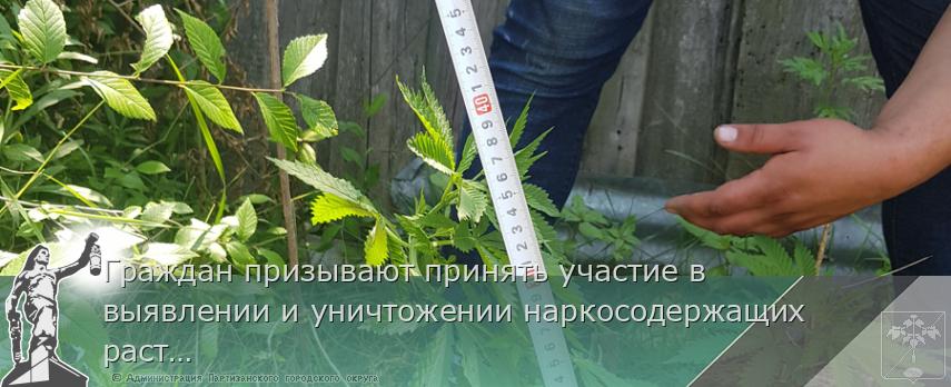 Граждан призывают принять участие в выявлении и уничтожении наркосодержащих растений | Администрация муниципального округа город Партизанск Приморского края Официальный сайт Граждан призывают принять участие в выявлении и уничтожении наркосодержащих растений | Администрация муниципального округа город Партизанск Приморского края Официальный сайт
