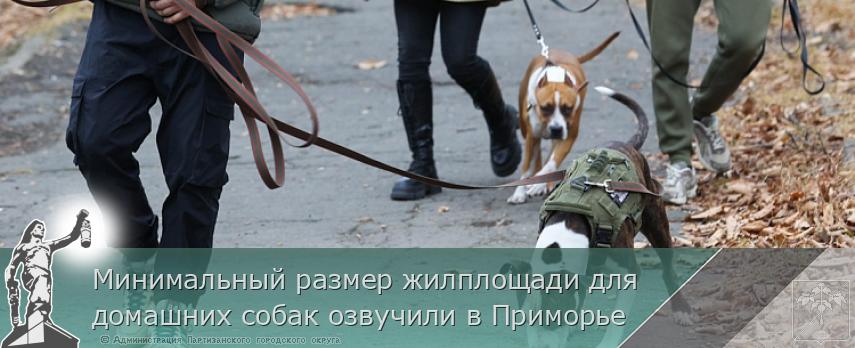 Минимальный размер жилплощади для домашних собак озвучили в Приморье | Администрация муниципального округа город Партизанск Приморского края Официальный сайт Минимальный размер жилплощади для домашних собак озвучили в Приморье | Администрация муниципального округа город Партизанск Приморского края Официальный сайт