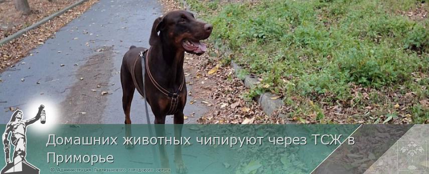 Домашних животных чипируют через ТСЖ в Приморье | Администрация муниципального округа город Партизанск Приморского края Официальный сайт Домашних животных чипируют через ТСЖ в Приморье | Администрация муниципального округа город Партизанск Приморского края Официальный сайт