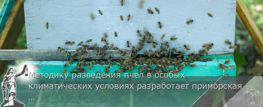 Методику разведения пчел в особых климатических условиях разработает приморская наука | Администрация муниципального округа город Партизанск Приморского края Официальный сайт Методику разведения пчел в особых климатических условиях разработает приморская наука | Администрация муниципального округа город Партизанск Приморского края Официальный сайт