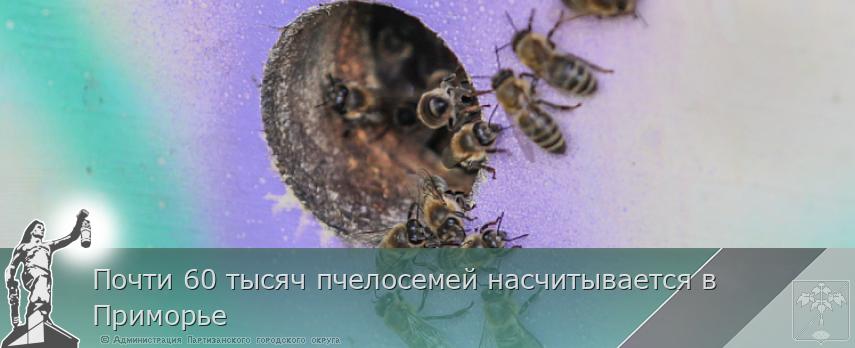 Почти 60 тысяч пчелосемей насчитывается в Приморье | Администрация муниципального округа город Партизанск Приморского края Официальный сайт Почти 60 тысяч пчелосемей насчитывается в Приморье | Администрация муниципального округа город Партизанск Приморского края Официальный сайт