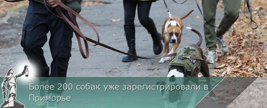 Более 200 собак уже зарегистрировали в Приморье | Администрация муниципального округа город Партизанск Приморского края Официальный сайт Более 200 собак уже зарегистрировали в Приморье | Администрация муниципального округа город Партизанск Приморского края Официальный сайт