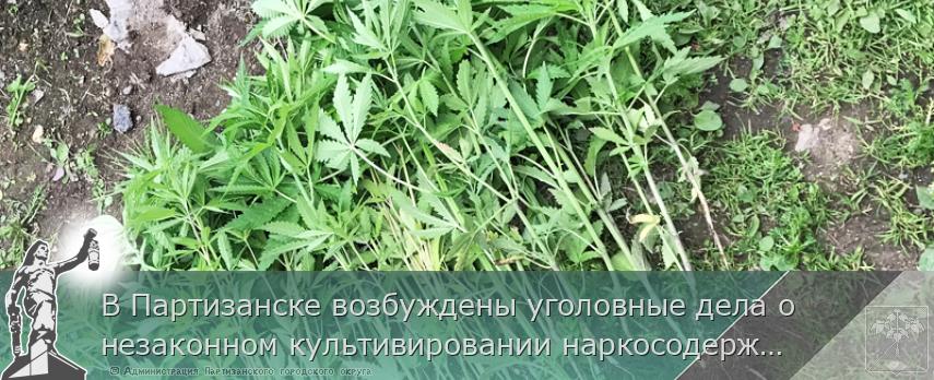 В Партизанске возбуждены уголовные дела о незаконном культивировании наркосодержащих растений | Администрация муниципального округа город Партизанск Приморского края Официальный сайт В Партизанске возбуждены уголовные дела о незаконном культивировании наркосодержащих растений | Администрация муниципального округа город Партизанск Приморского края Официальный сайт