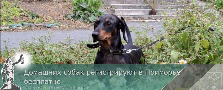 Домашних собак регистрируют в Приморье бесплатно | Администрация муниципального округа город Партизанск Приморского края Официальный сайт Домашних собак регистрируют в Приморье бесплатно | Администрация муниципального округа город Партизанск Приморского края Официальный сайт